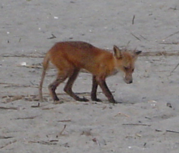 Oak Island Fox