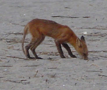 Oak Island Fox